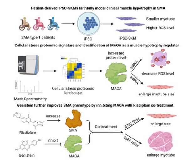 Patient-derived iPSC skeletal muscles 