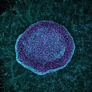 A close up of a cell

AI-generated content may be incorrect.