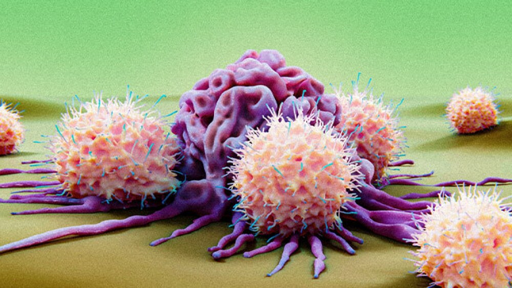 Pictured: NK cells attacking a cancer cell/ selvanegra