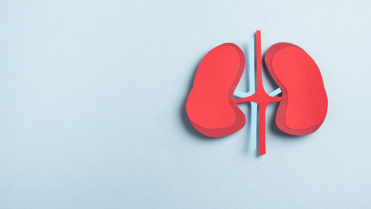2D illustration of kidneys