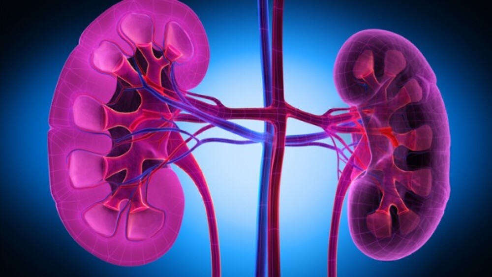 Pictured: Artistic illustration of the kidneys, sh