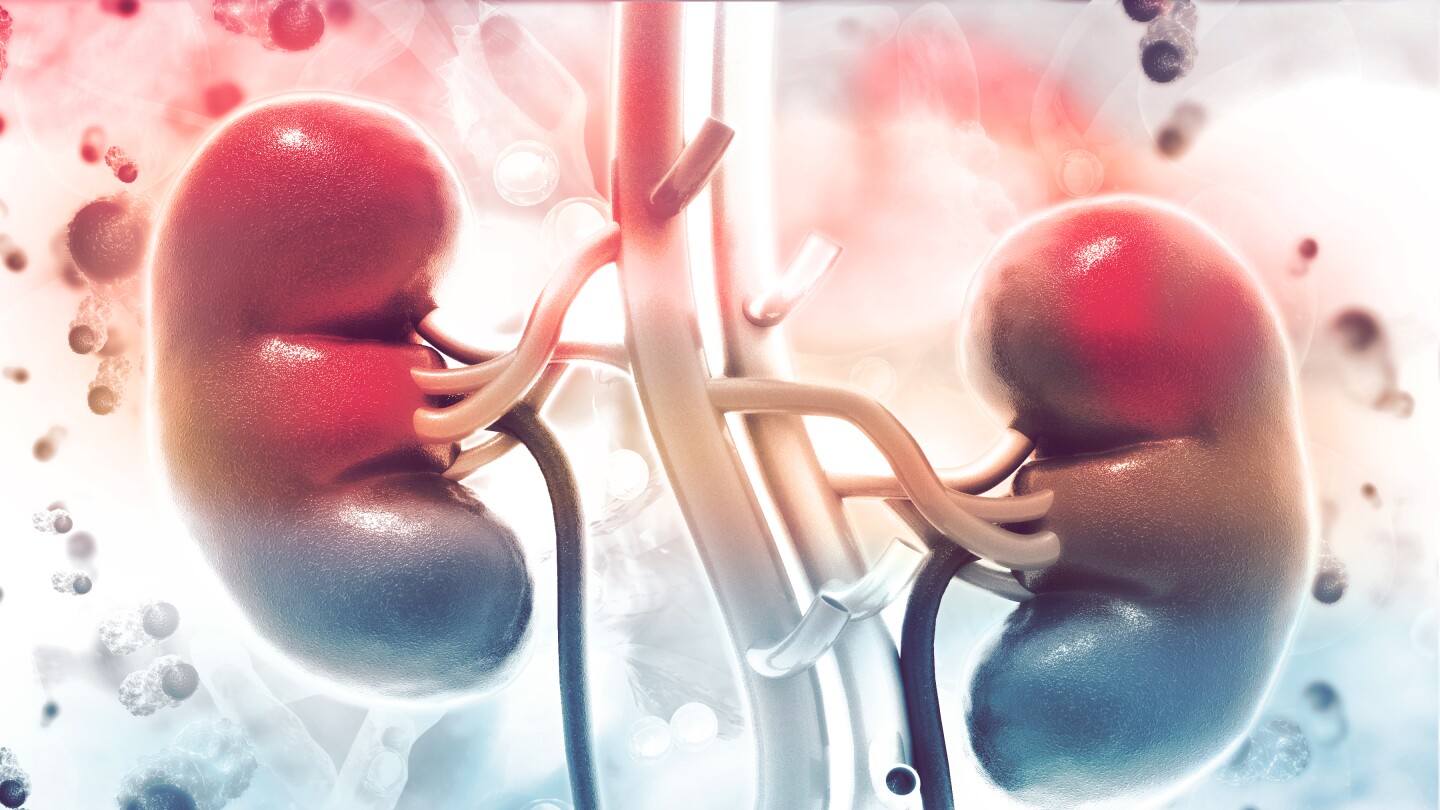 3D illustration of human kidneys on a scientific background