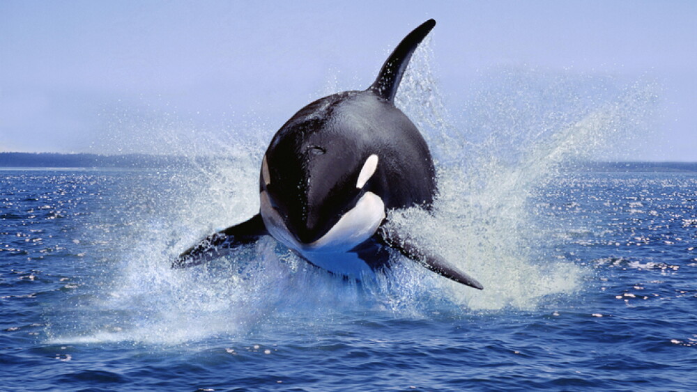Killer Whale, orcinus orca, Adult Leaping, Canada