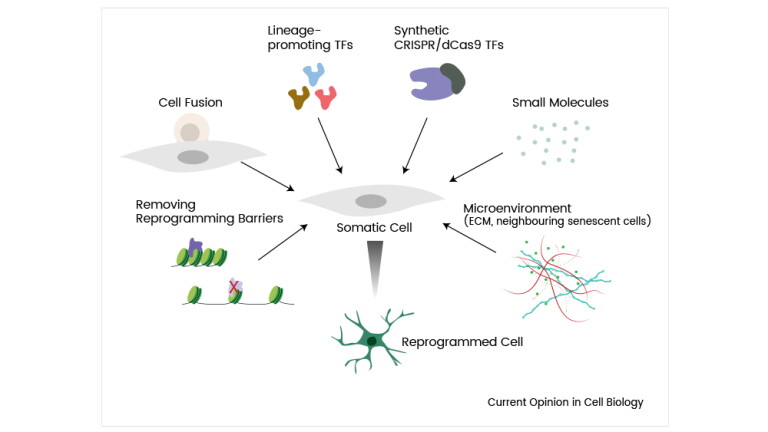 Cellular Reprogramming Steps Powering the Next Wave of Cell Therapy: From iPSC-Derived Cells to In ...