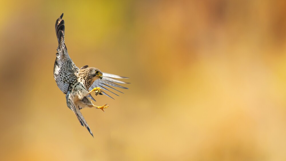 Bird: Lesser Kestrel.