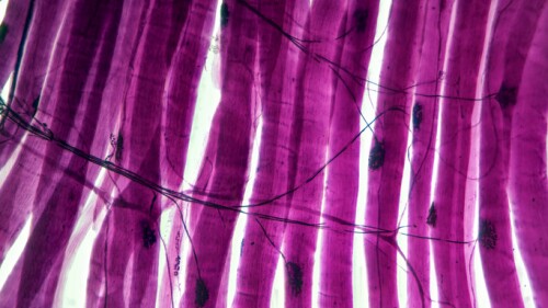Histology microscope image of motor unit synapse of muscle fibers (100x)