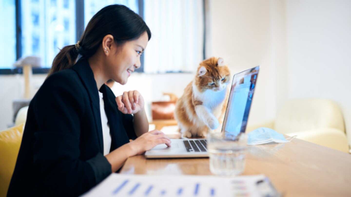 Pictured: A young woman and a cat look at a laptop