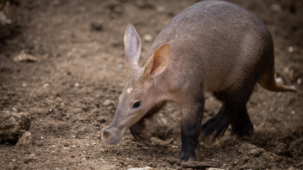 aardvark walking in the desert