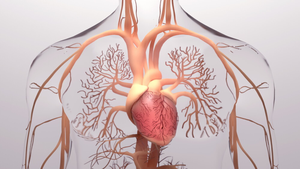 Human heart, 3d rendering, medically accurate illustration of the human heart anatomy with venous system