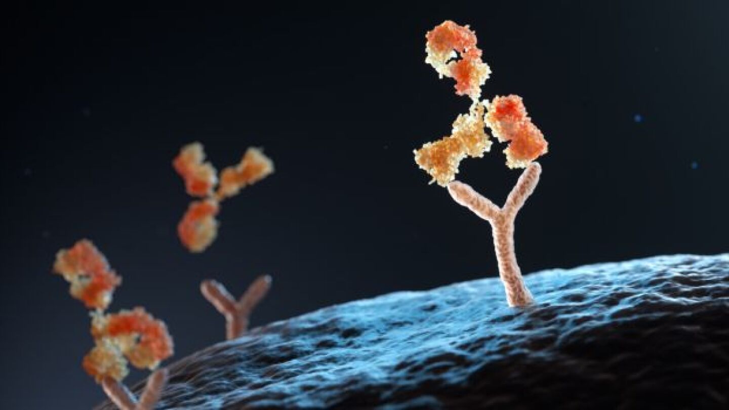 Pictured: 3D illustration of a human antibody binding to human cell receptors