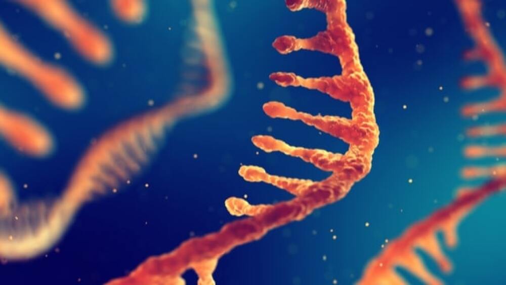 RNA Binding Proteins