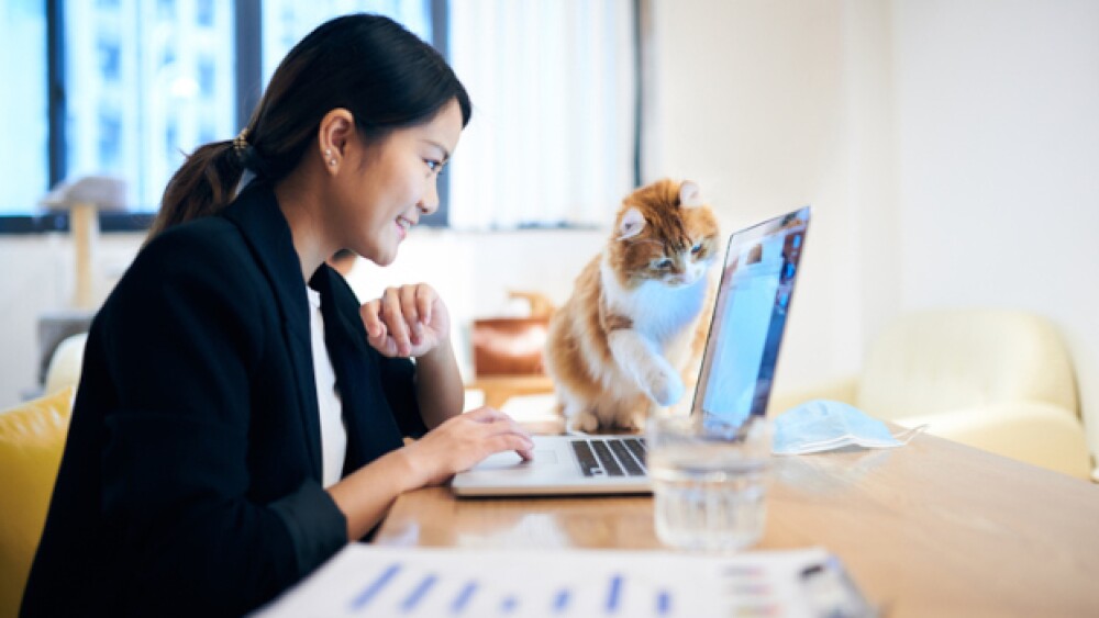 Pictured: A young woman and a cat look at a laptop