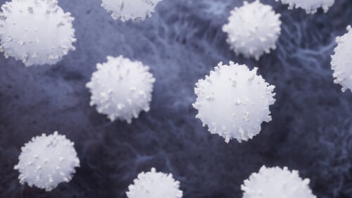 illustration of lymphocytes