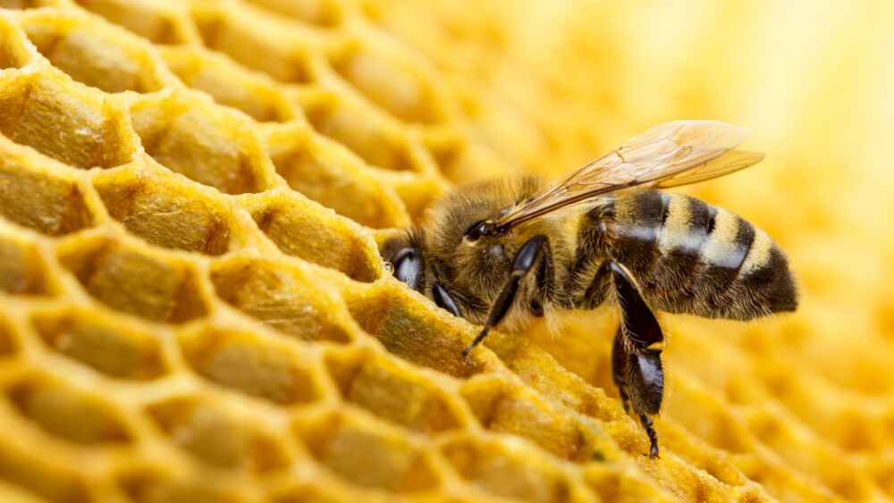 Working bees on honeycomb