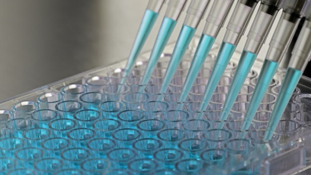 Adding samples to a 96 well plate using a multi-channel pipettor in a biosafety cabinet.