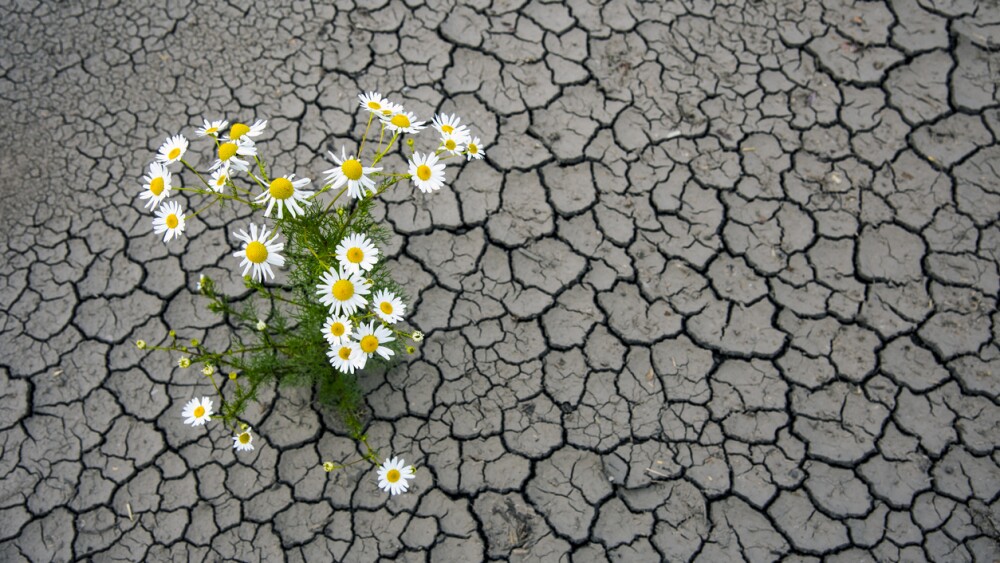 A flower in the middle of the desert