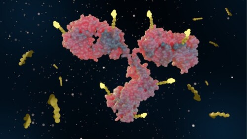 3D rendering of an antibody drug conjugate