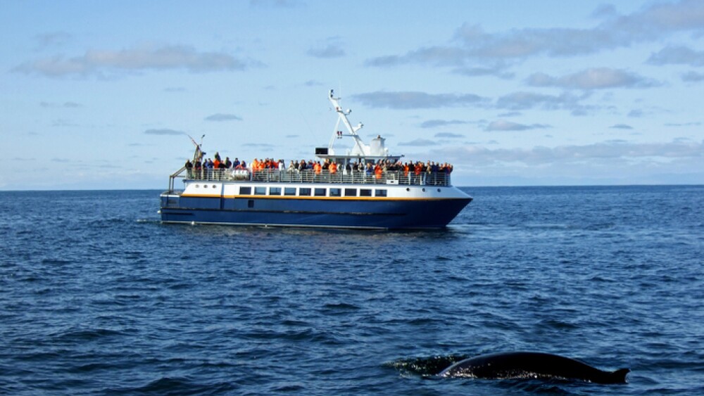 whale watching boat in Iceland, group of people look at whale