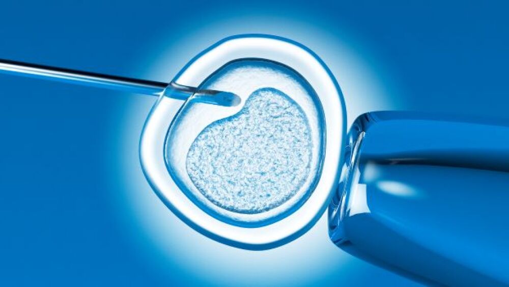 Monkey-human hybrid Embryo