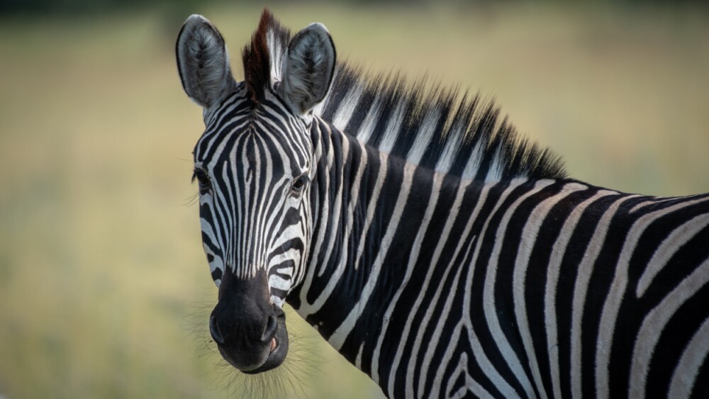 A close-up of a zebra standing in the Okavango Delta, showcasing its distinctive black and white stripes. The background is a blur of natural vegetation.
