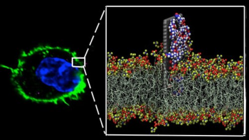 A zoomed-in image shows how a graphene sheet (grey) directly delivers its nanodrug (white, red and blue) to a cells wall (yellow and red)