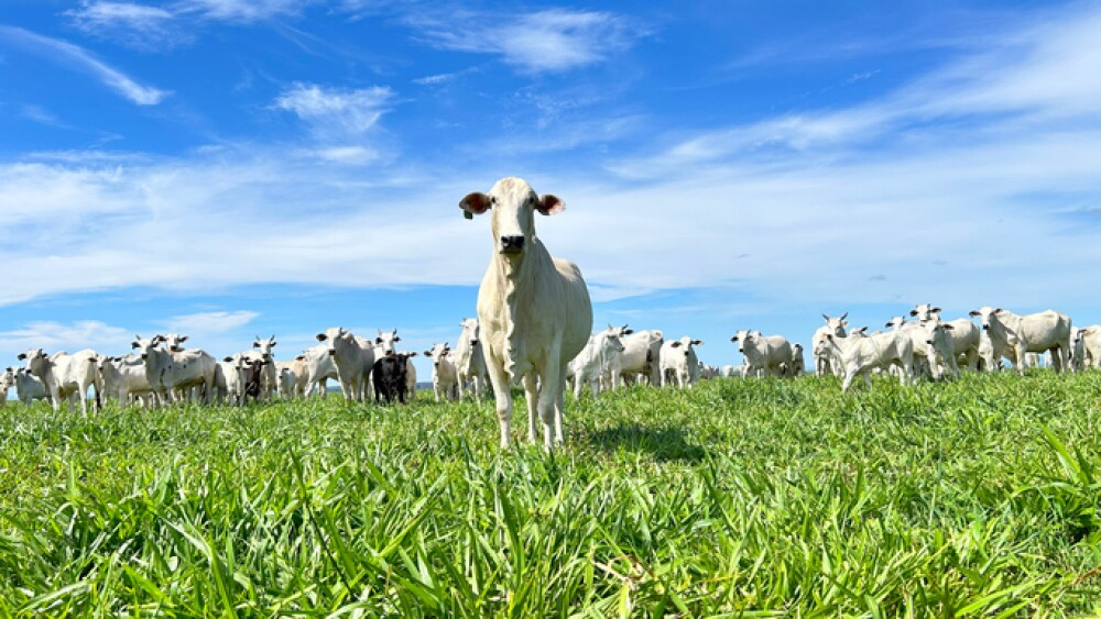 Beautifull Nellore beef cattle grazing intensive tropical pasture in Brazil project