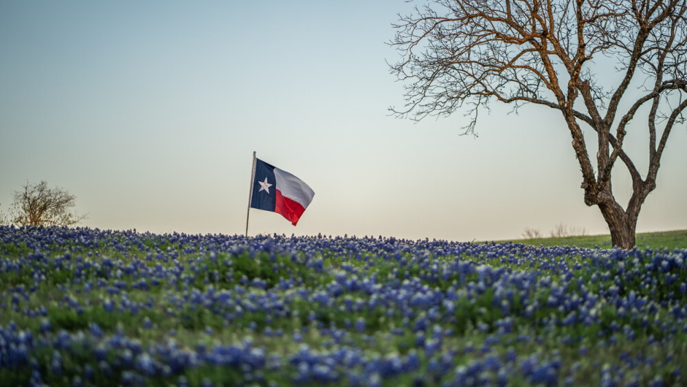 Texas Flag Blowing In The Wind In Field of Bluebonnet Flowers Near Tree At Sunset