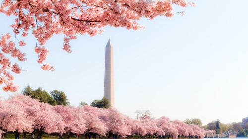Washington DC â April 3, 2019: Cherry blossom festival with Washington memorial around the tidal basin