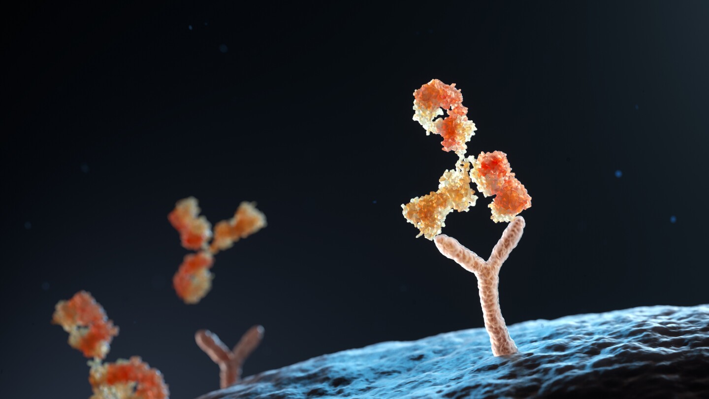 A 3D illustration of an antibody binding to human cell receptors