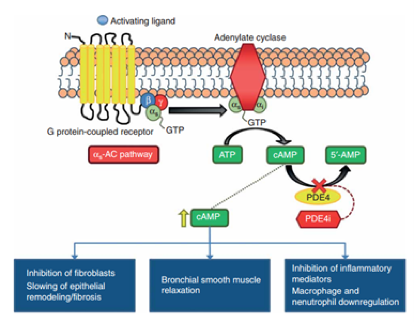 PDE4 inhibitors mechanism of action.