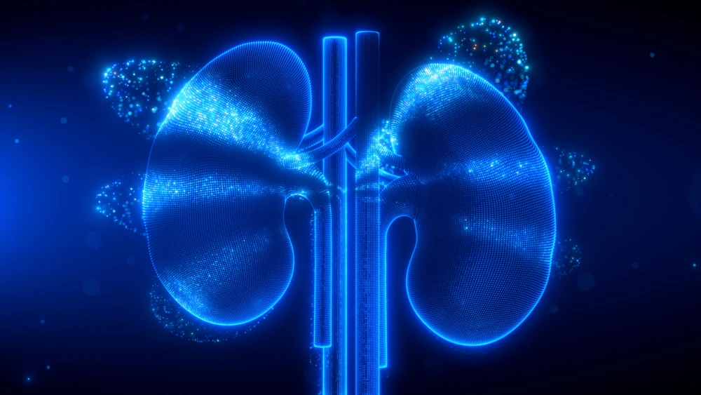 Digital scanning effect of human kidneys glowing in blue, highlighting intricate details with a futuristic design. The image emphasizes respiratory system anatomy and health.