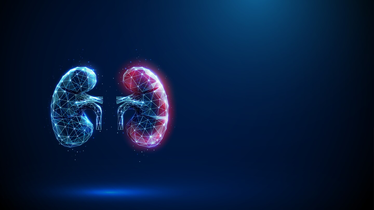 Blue human kidneys with a red surface. Kidney disease, medical diagnosis, technology, artificial intelligence, treatment concept. Low-poly futuristic digital style. Wireframe structure. Vector.
