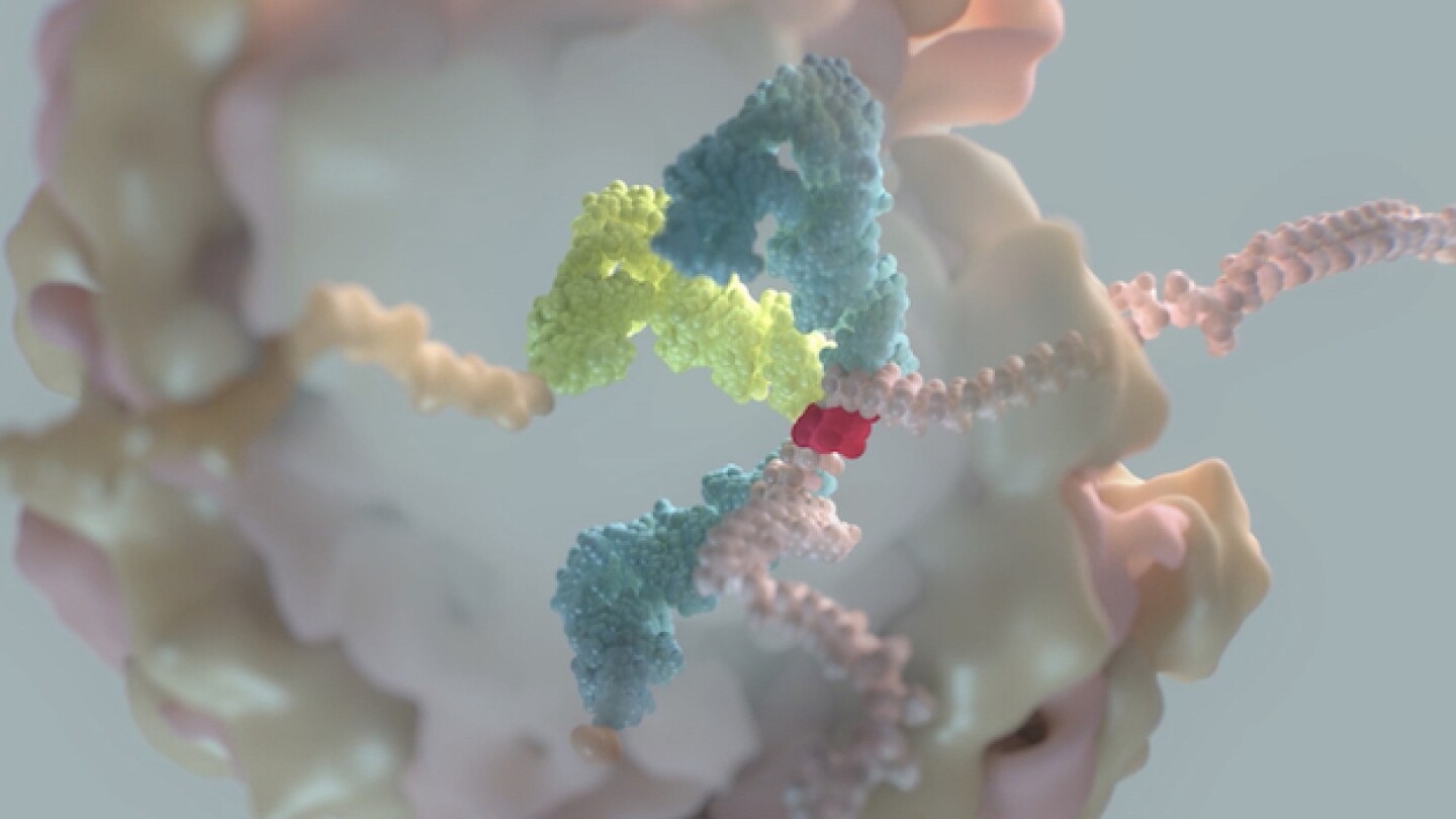 Pictured: tRNA process_Alltrna