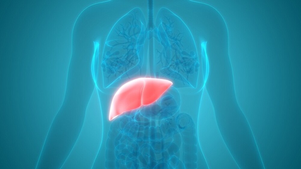 Pictured: Illustration of a human body with the liver highlighted