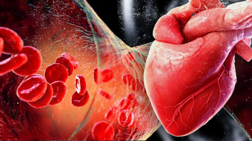 Pictured: Collage of vascular system and heart/Tay