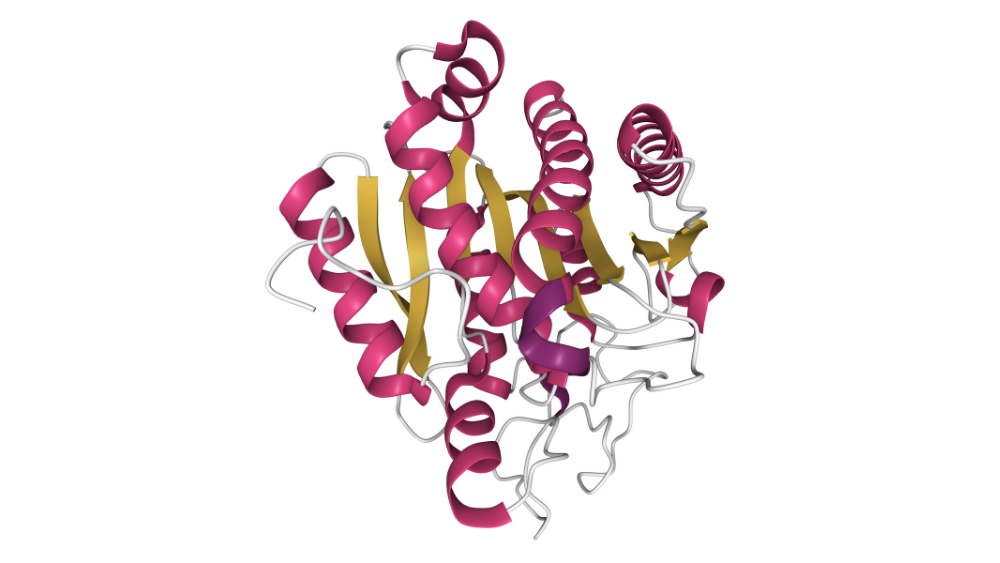 A carboxypeptidase is a protease enzyme that hydrolyzes a peptide bond at the carboxy-terminal end of a protein or peptide. 3D cartoon model, secondary structure color scheme, PDB 2v77, white background.