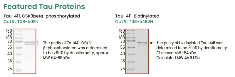 Featured Tau Proteins