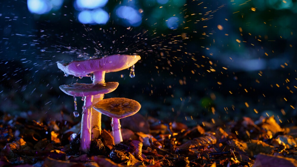 fly agaric mushroom on the forest floor in the autumn season in a theatrical scene