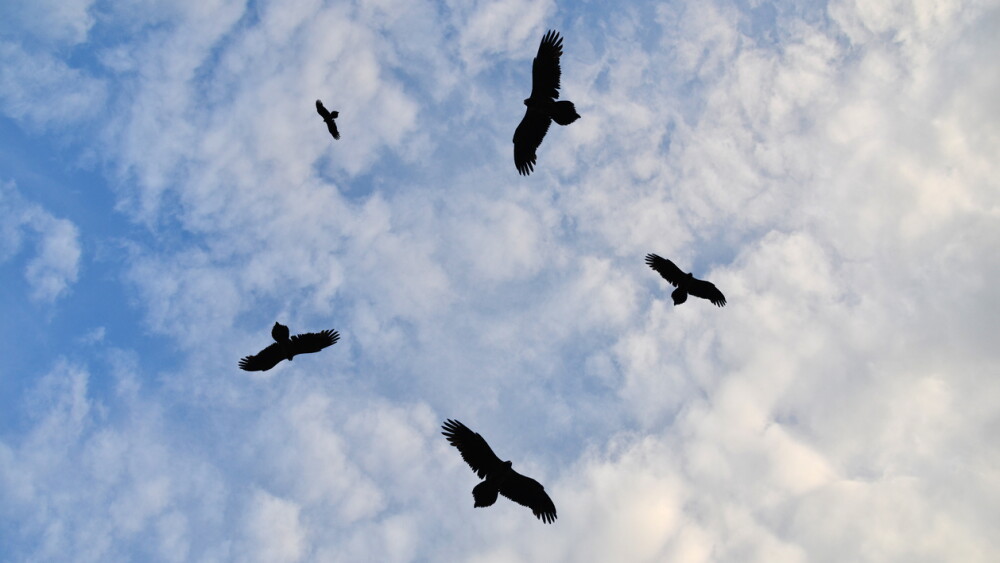 Silhouettes of birds circling in the sky