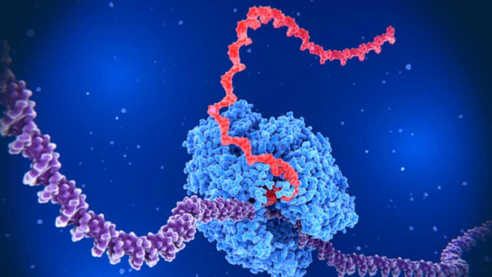 A DNA strand being transcribed into mRNA/iStock, s